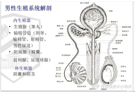 男生的生殖器|男性生殖结构